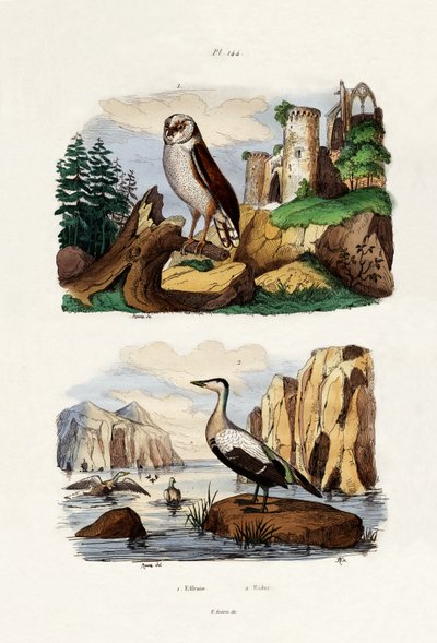 儿童猫头鹰，1833-39 作者 法语学校